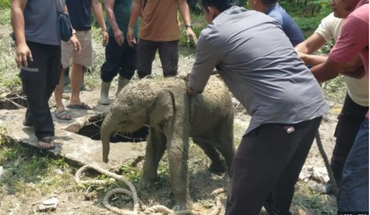 gajak terjebak di septictank