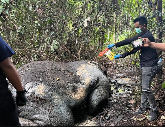 gajah tanpa kepala dan gading di pelalawan riau