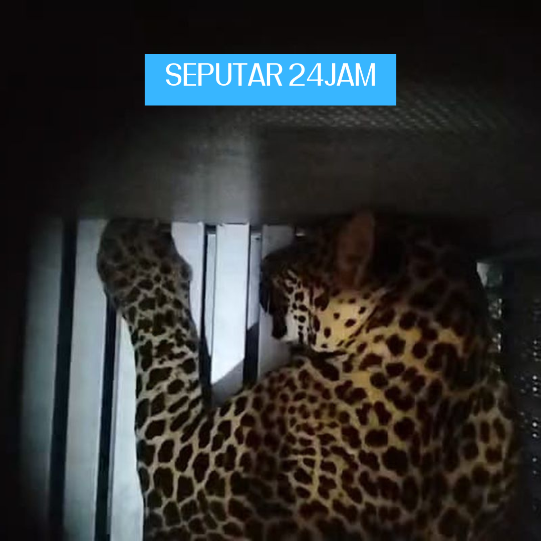 HEBOH !! Munculnya Macan Tutul di Bandung